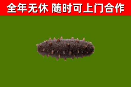 龙海回收海参干